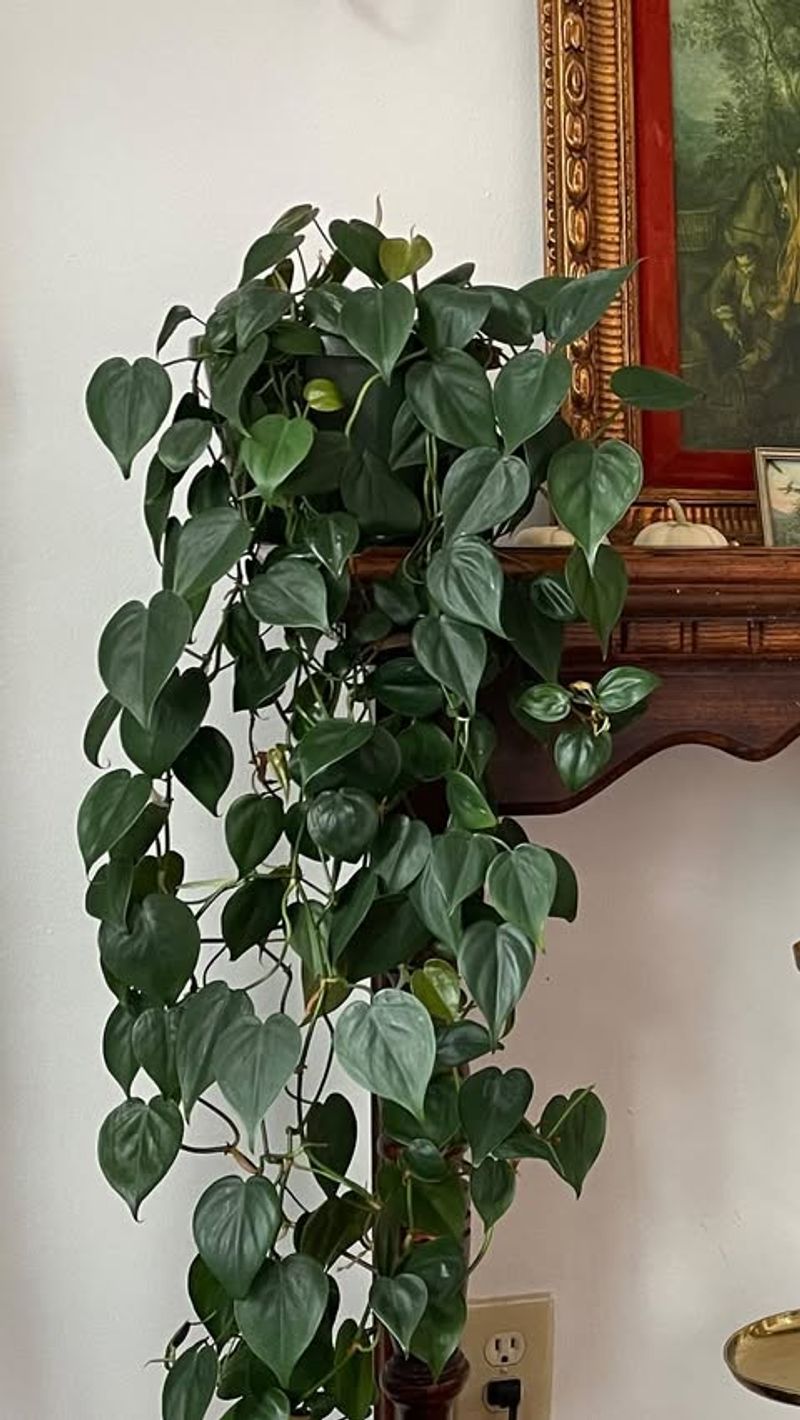 Heartleaf Philodendron