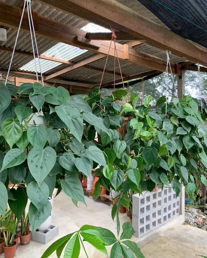 Heartleaf Philodendron (Philodendron hederaceum)