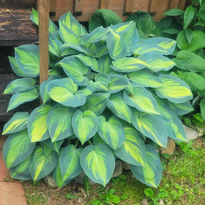 Heavenly Hostas