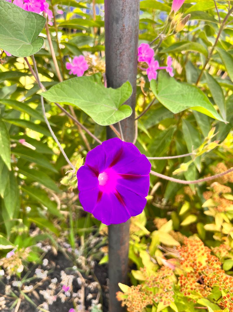 Hedge Bindweed