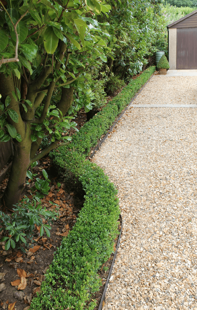 Hedge Plant Edging