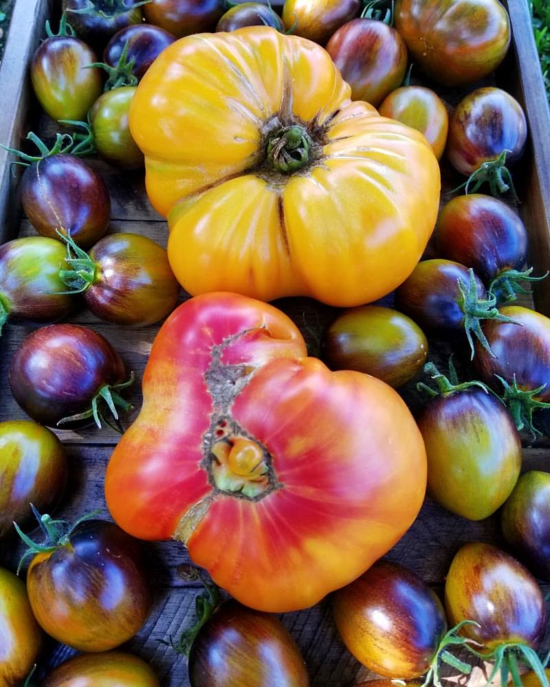 Heirloom Varieties