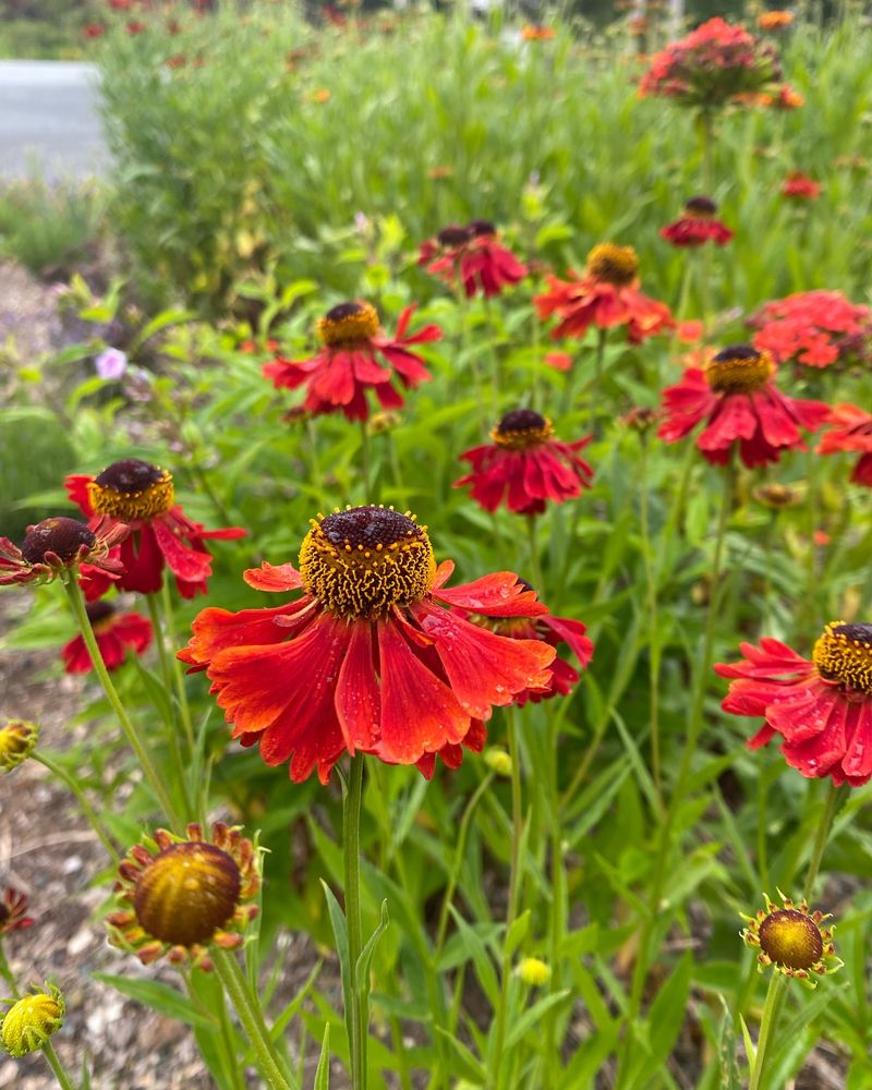 Helenium