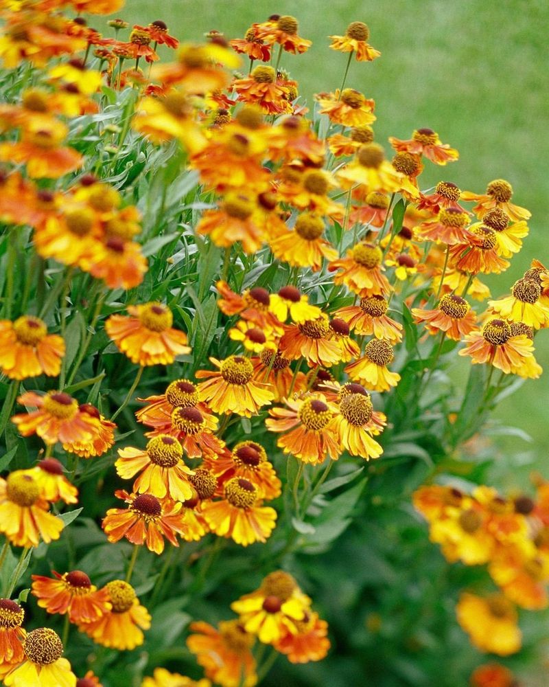 Helenium