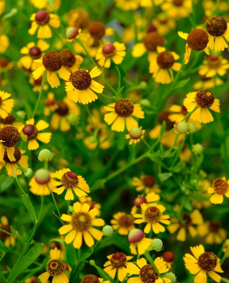 Helenium