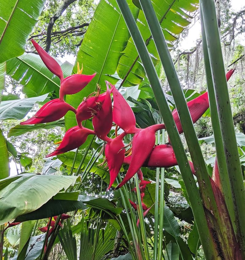 Heliconia