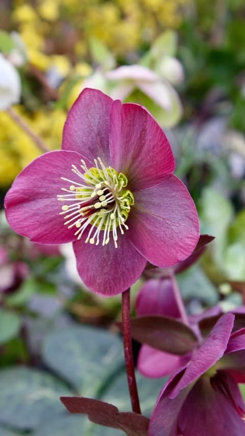 Hellebore