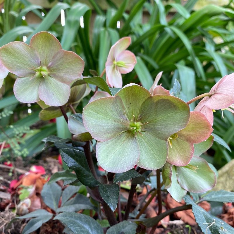 Hellebore