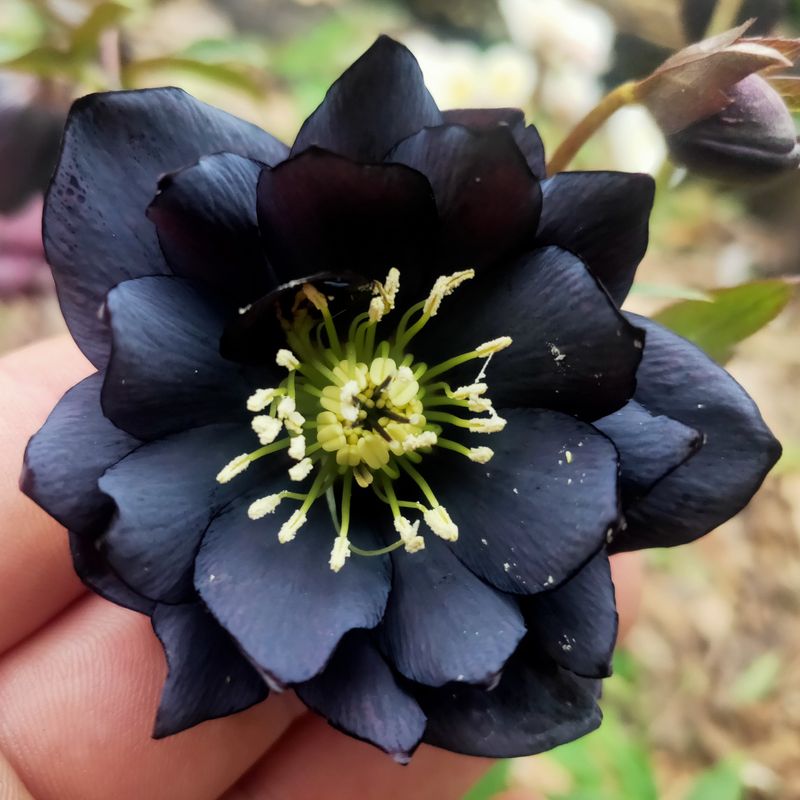 Hellebore