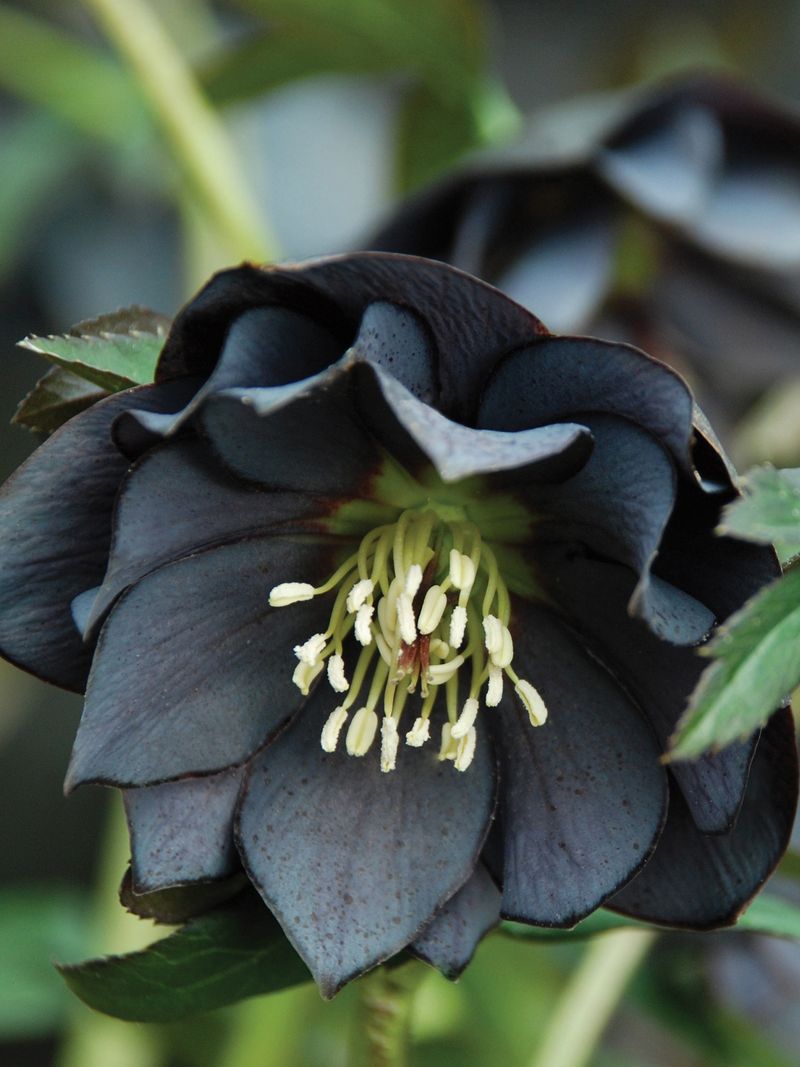 Hellebore