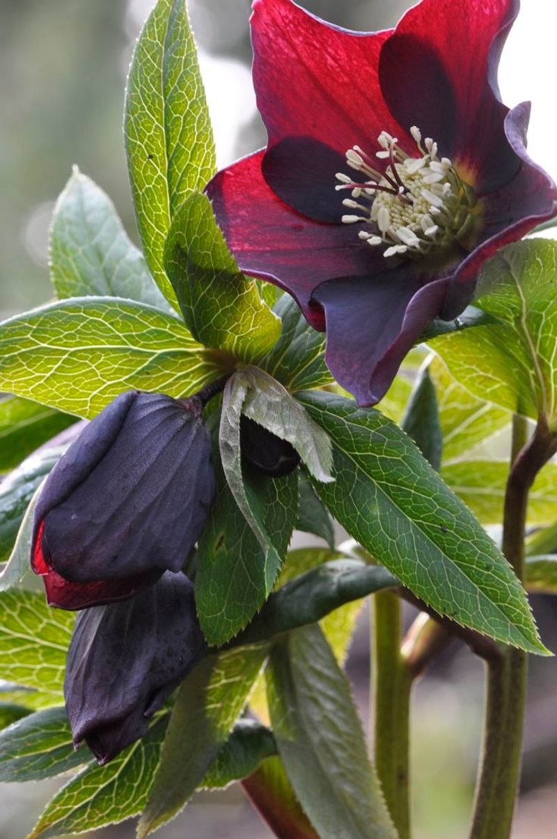 Hellebore