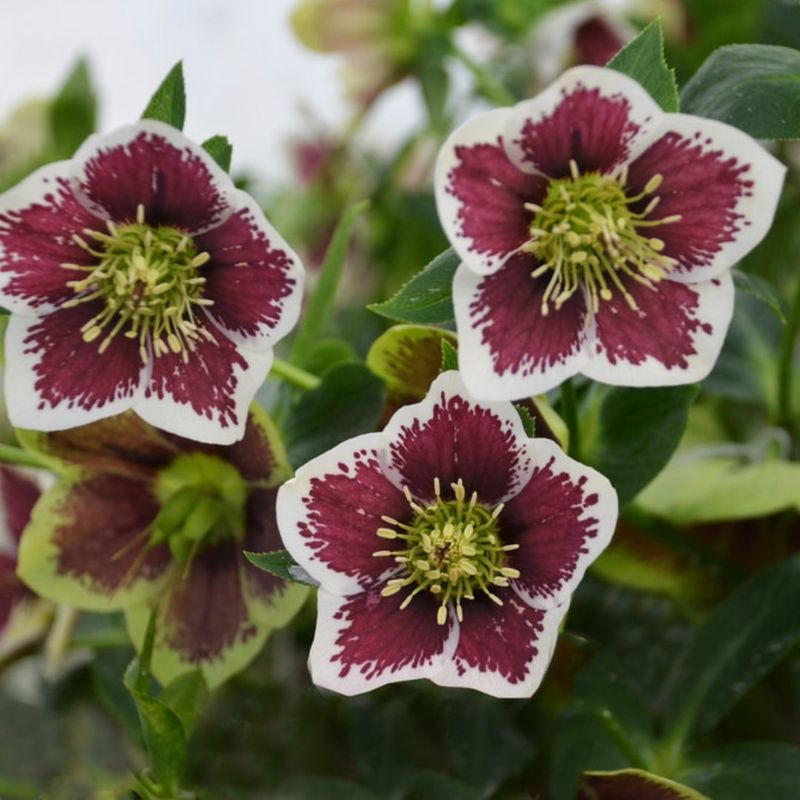 Hellebore