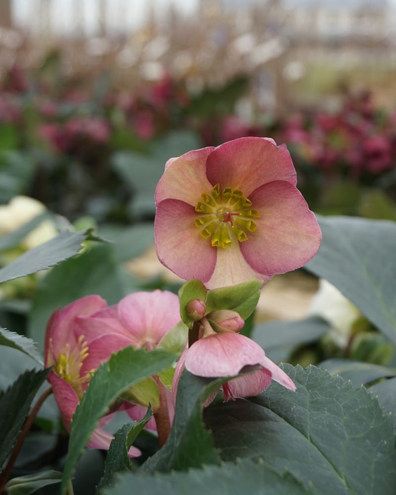 Hellebore