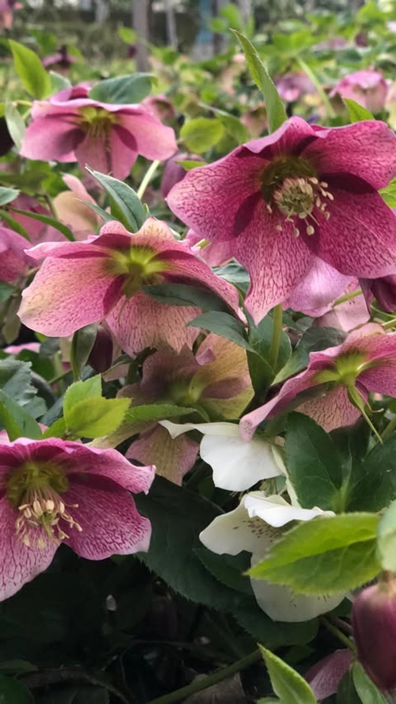 Hellebore Haven