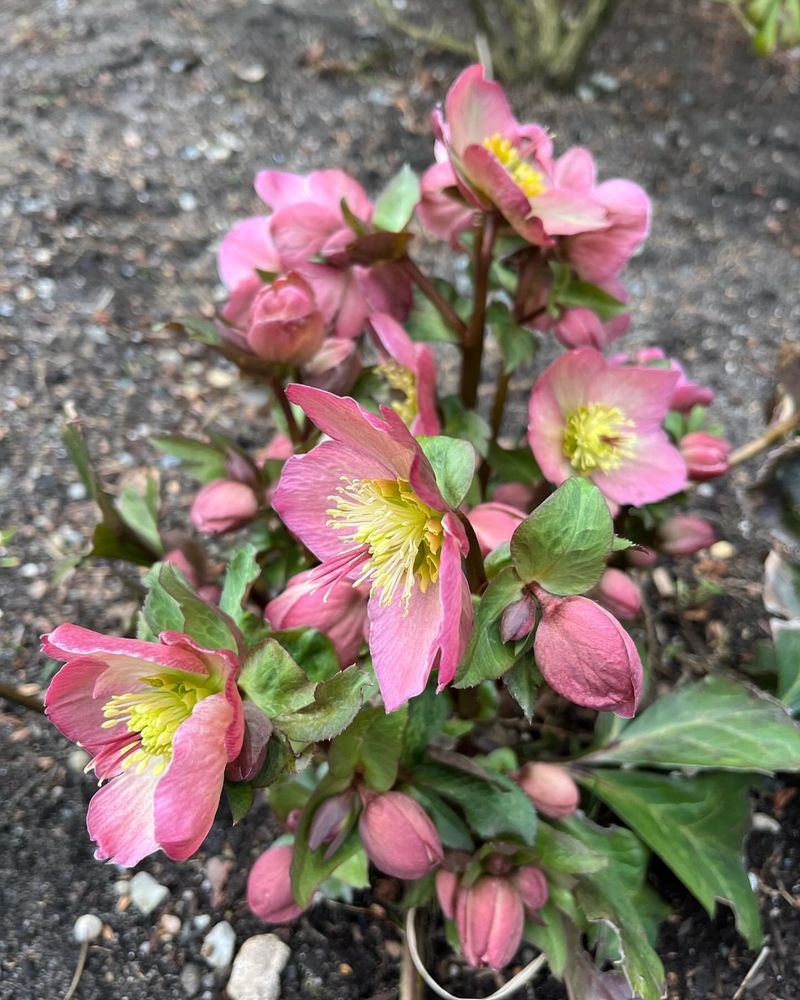 Hellebores