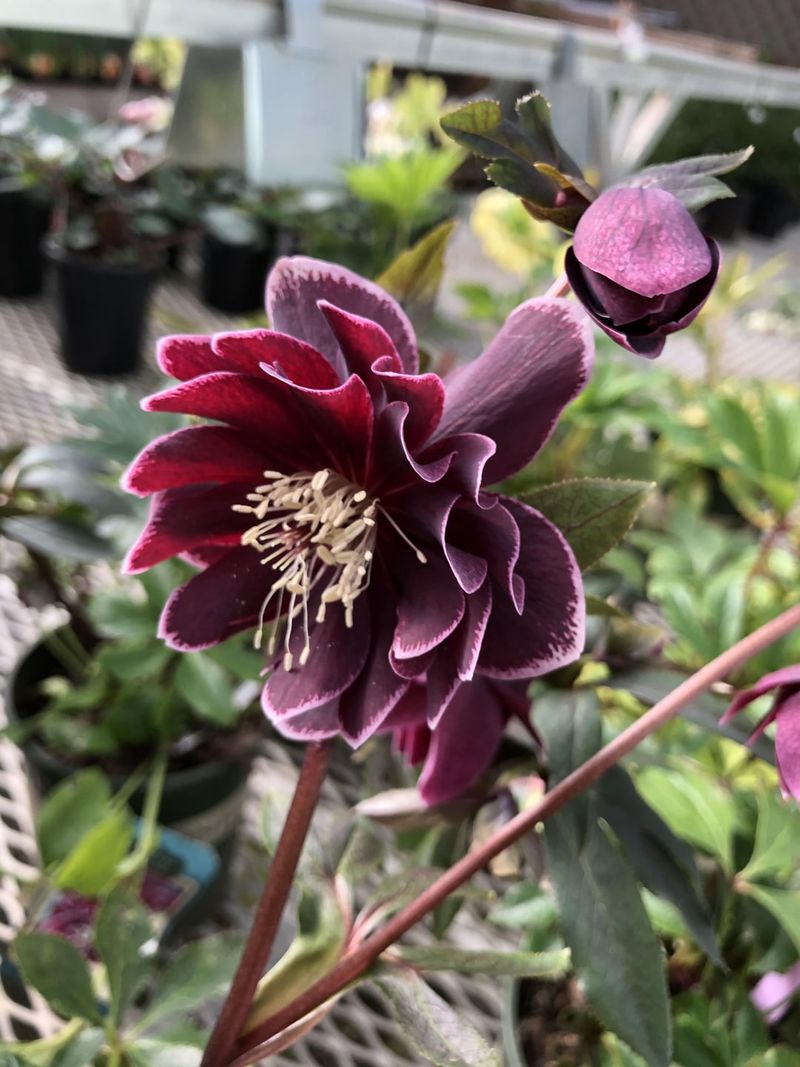 Hellebores