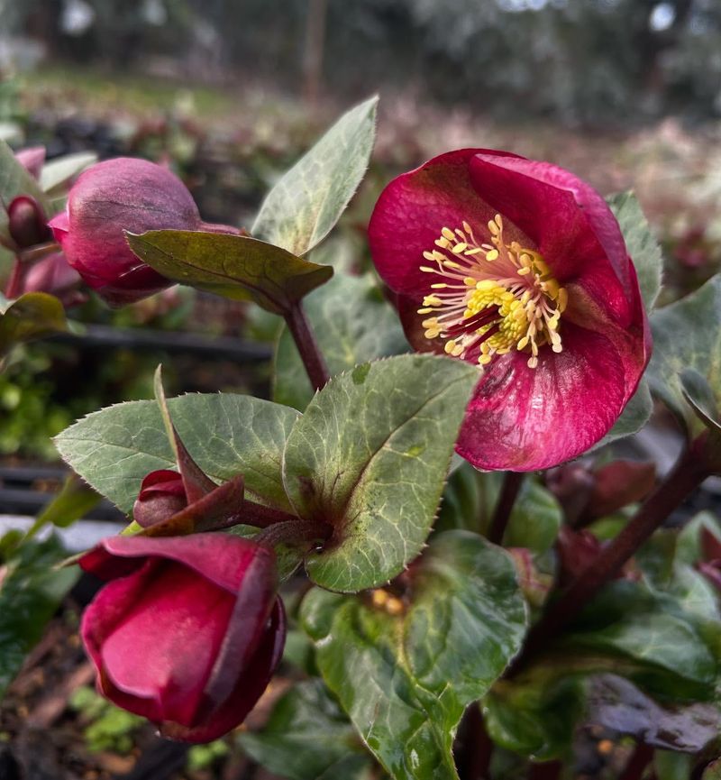 Hellebores