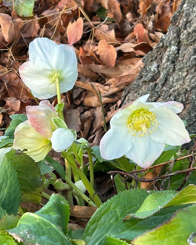 Helleborus