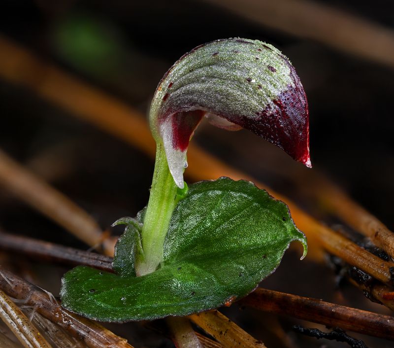 Helmet Orchid