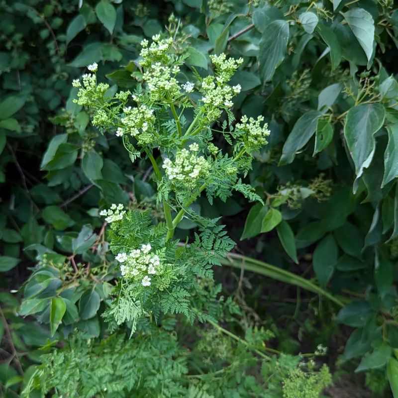 Hemlock