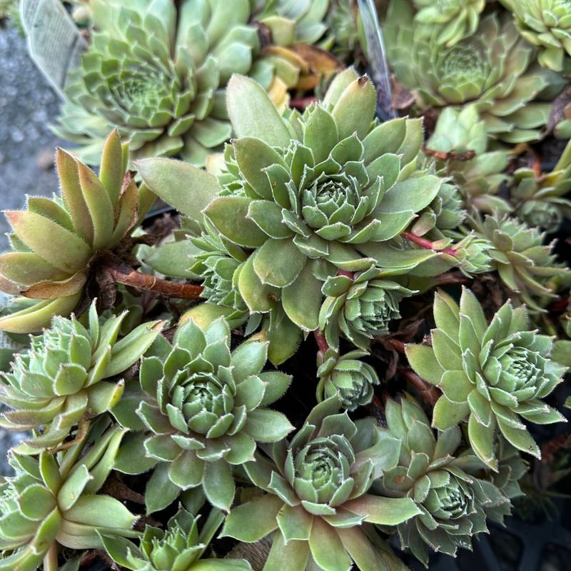 Hens and Chicks