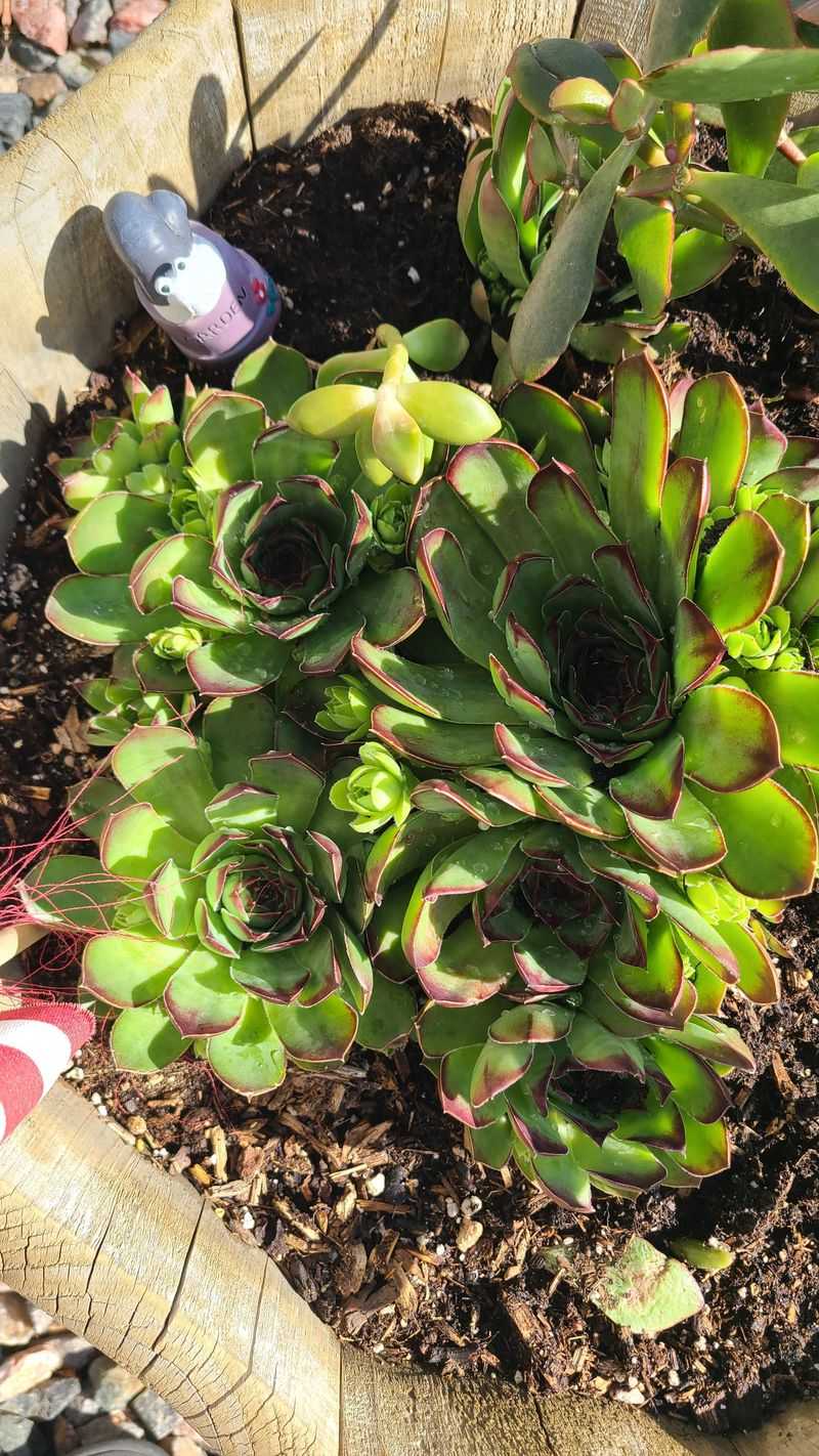 Hens and Chicks