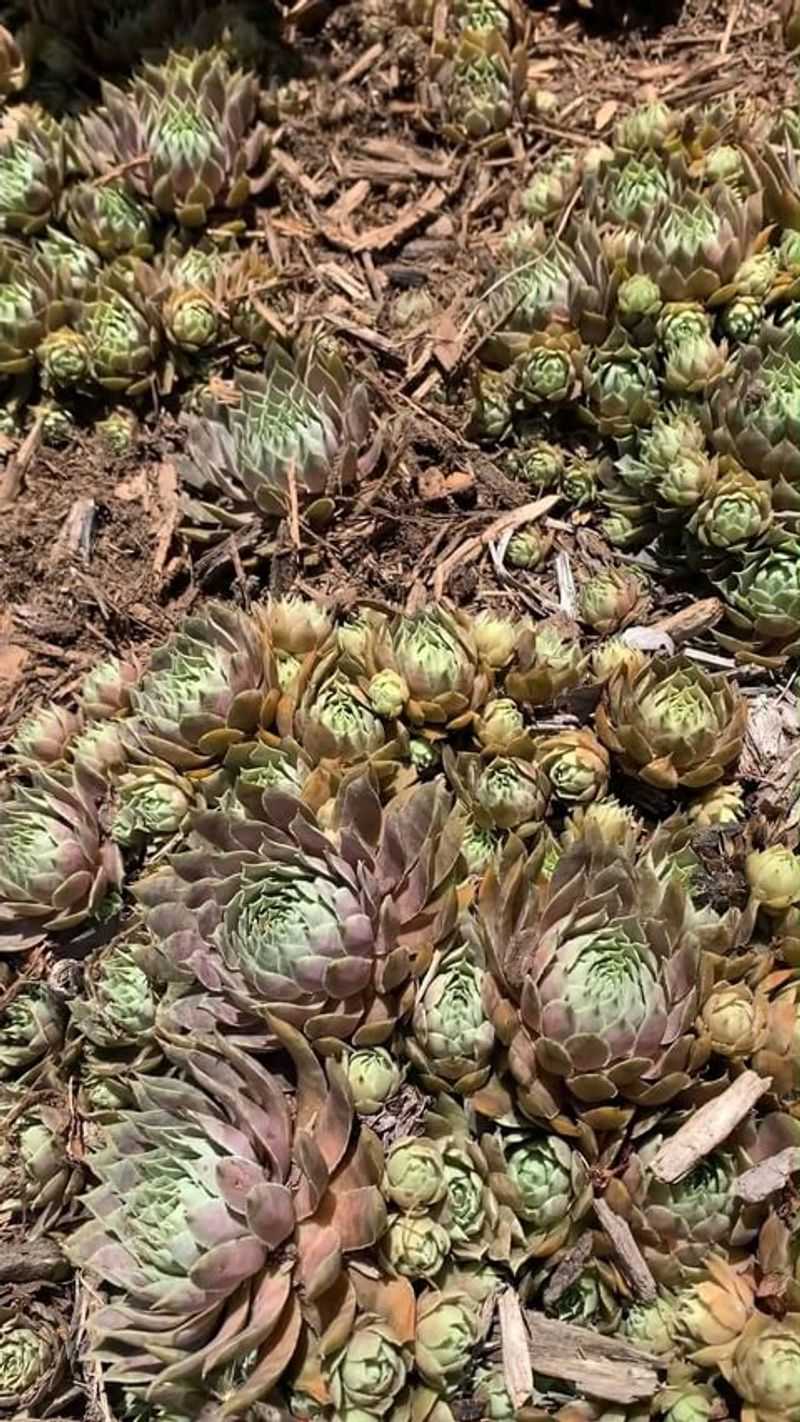 Hens and Chicks