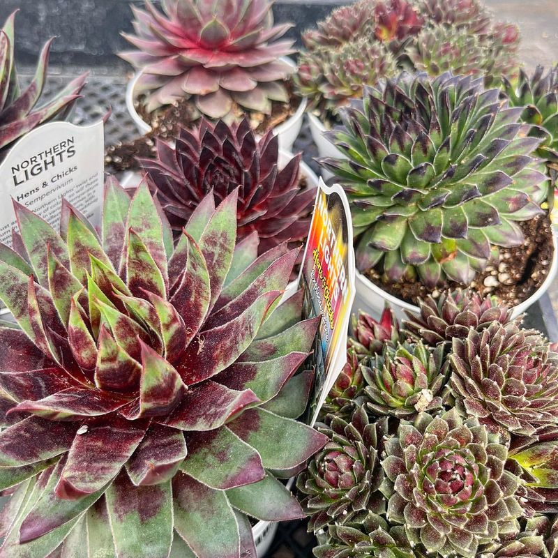 Hens and Chicks (Sempervivum)