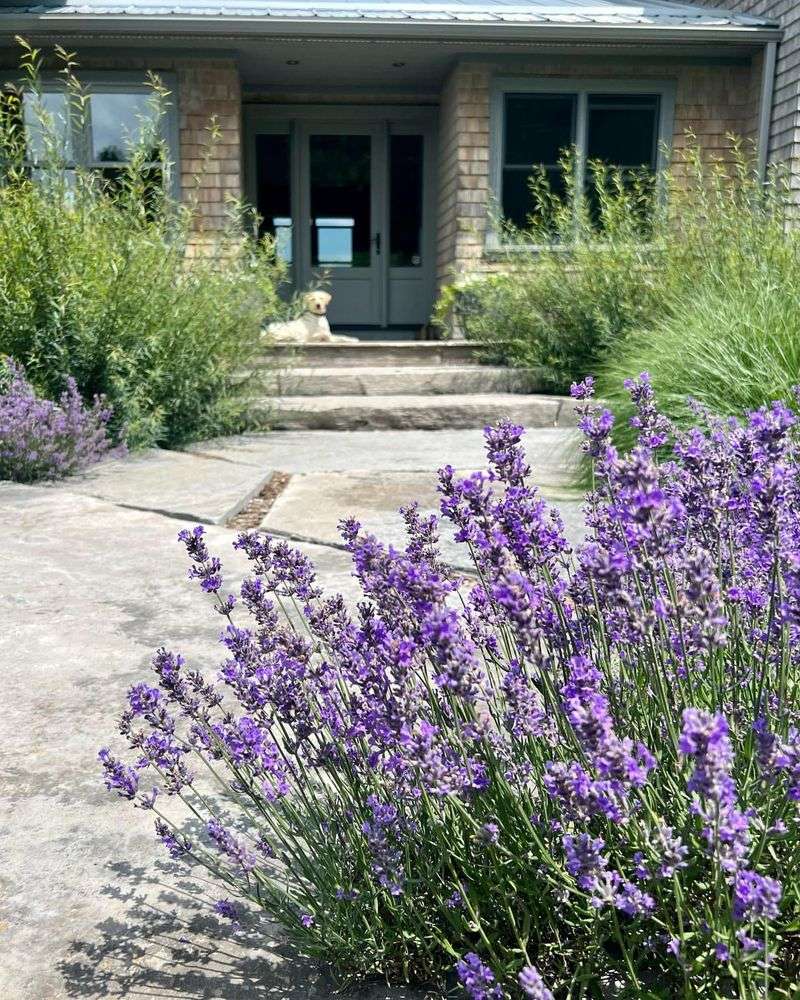 Herb and Flower Mix