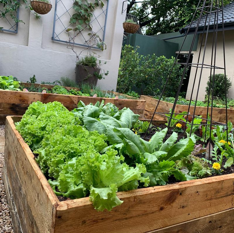 Herb and Vegetable Plots