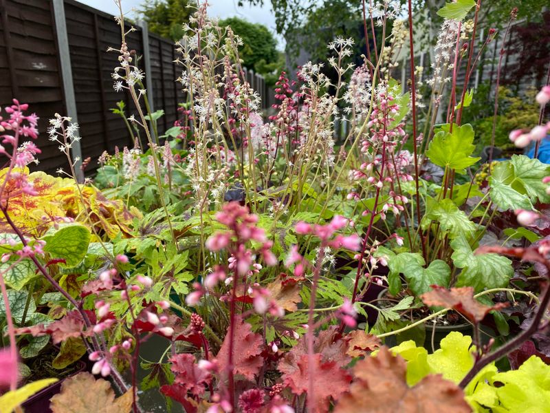 Heuchera