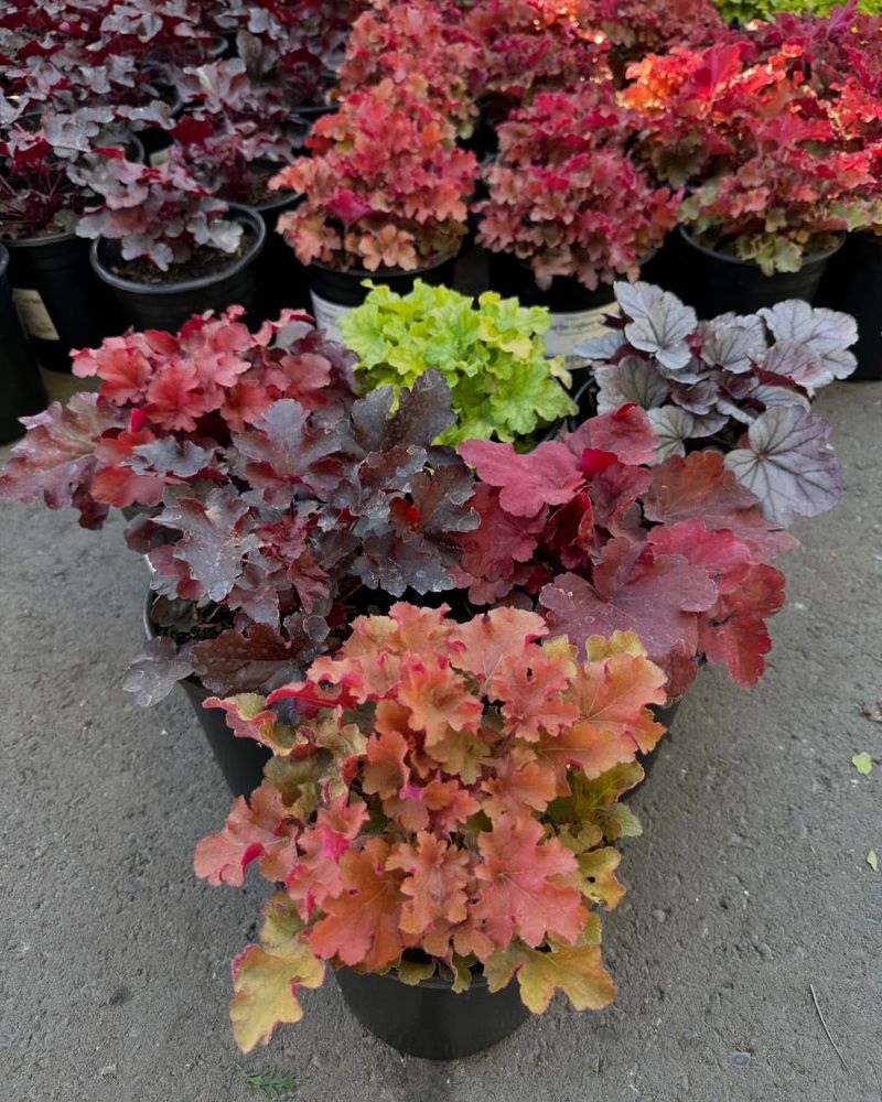 Heuchera