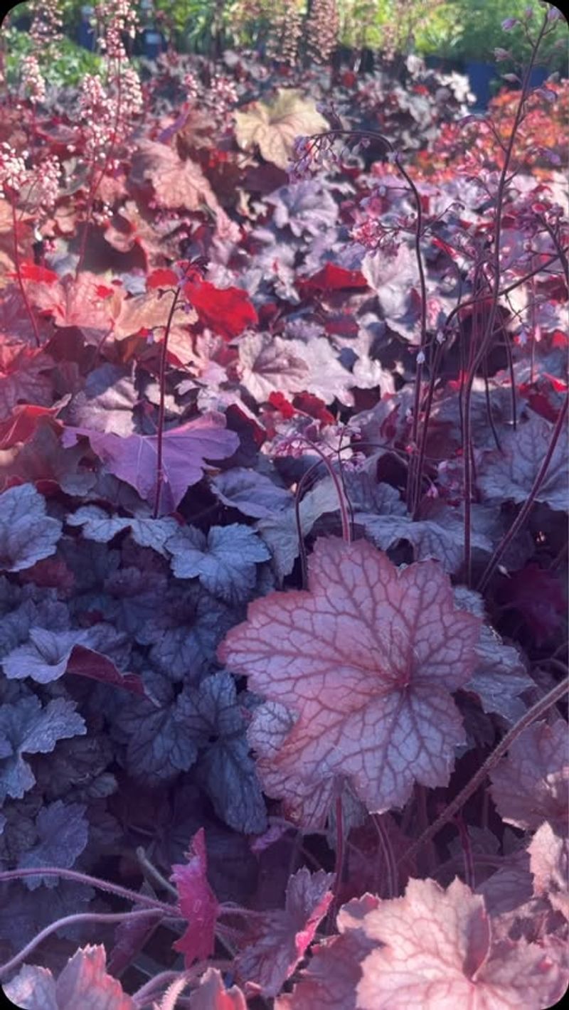 Heuchera