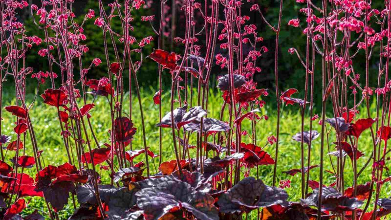 Heuchera