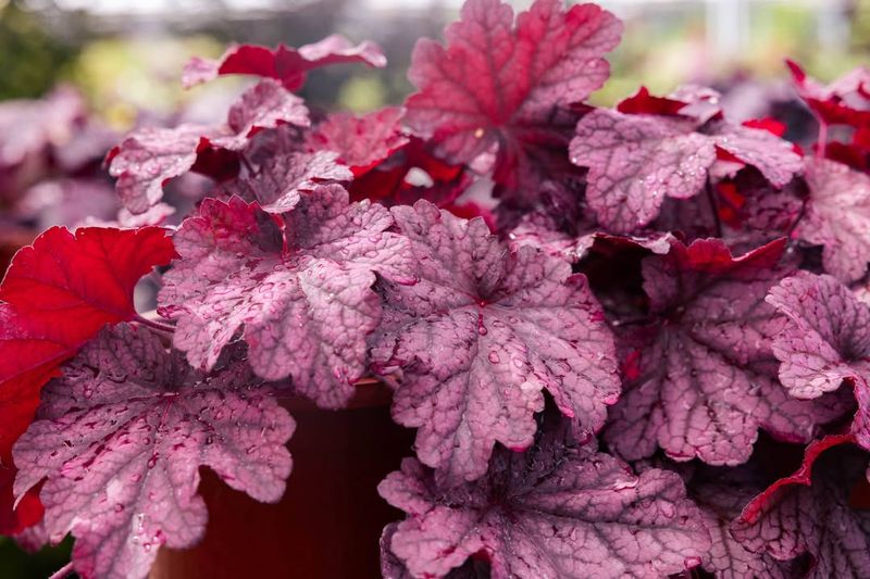 Heuchera