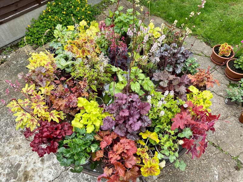 Heuchera