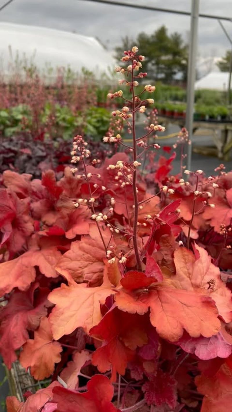 Heuchera