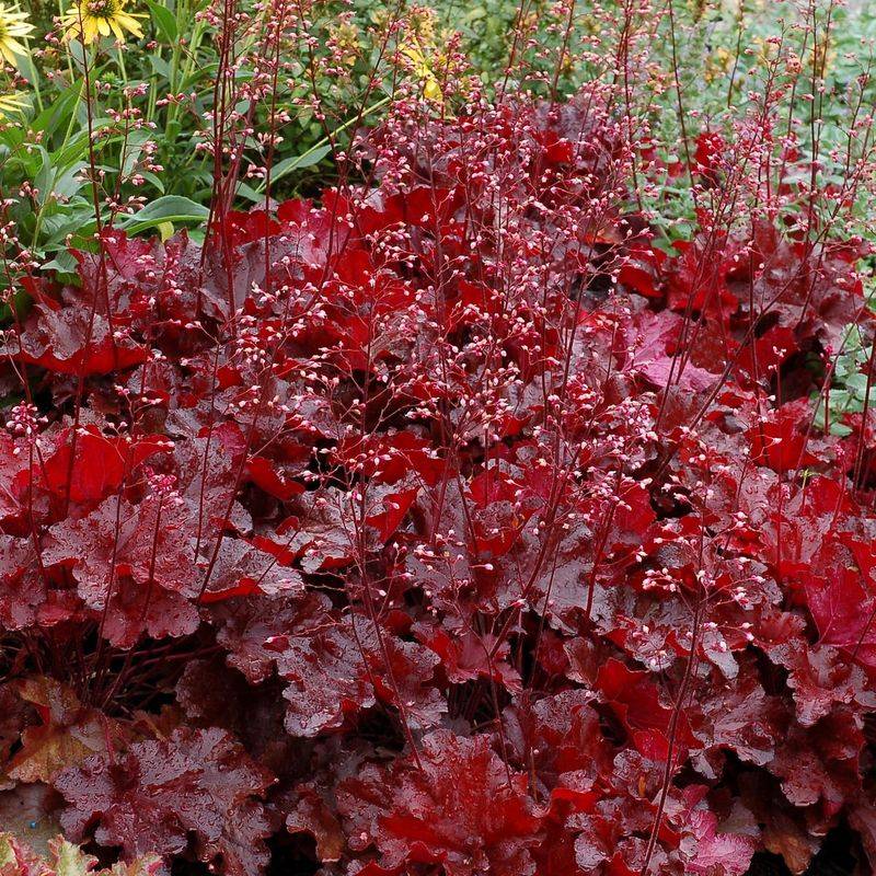 Heuchera