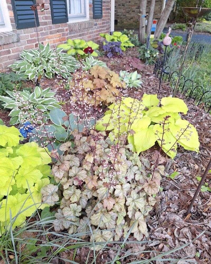 Heucheras