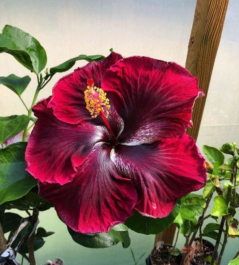 Hibiscus