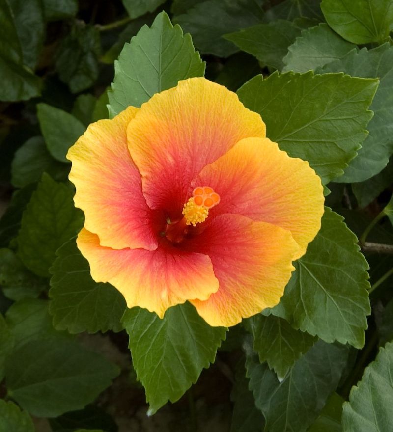 Hibiscus