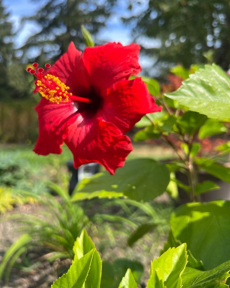 Hibiscus