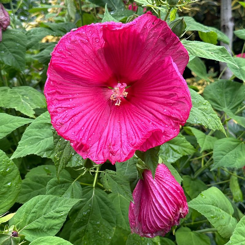 Hibiscus