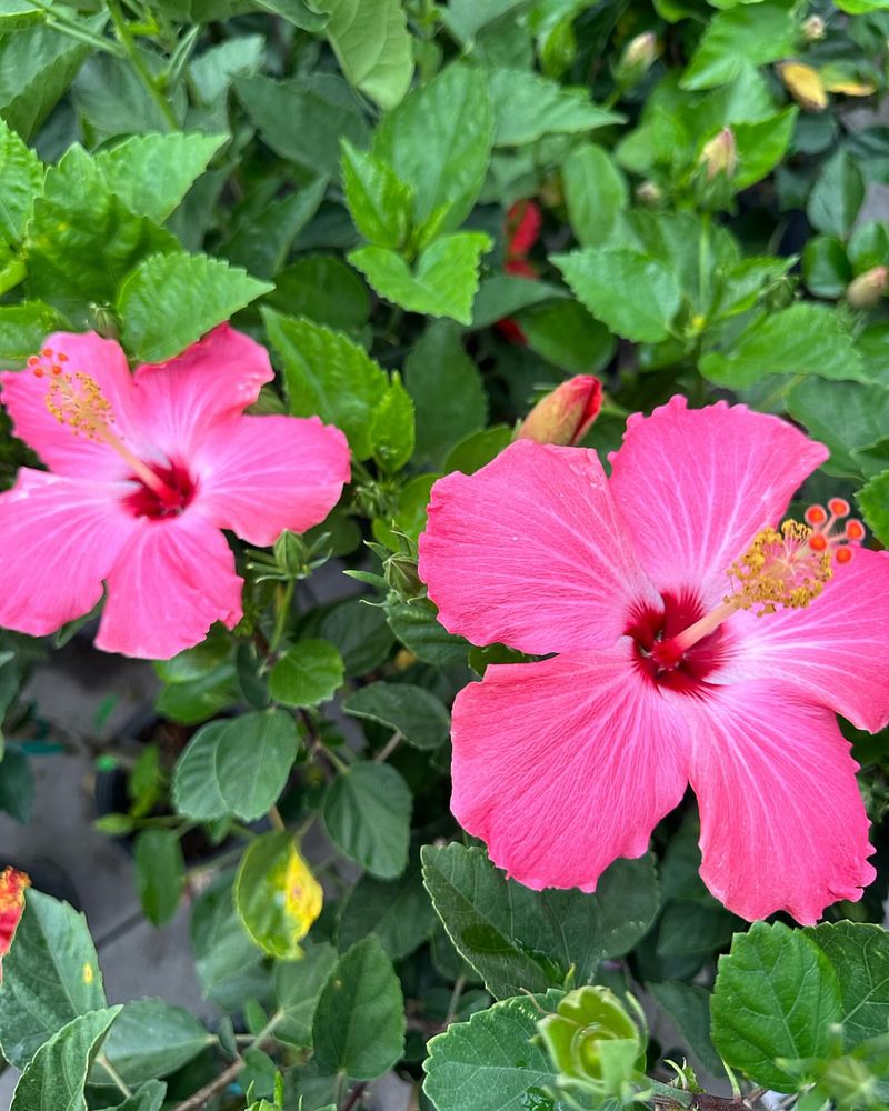 Hibiscus