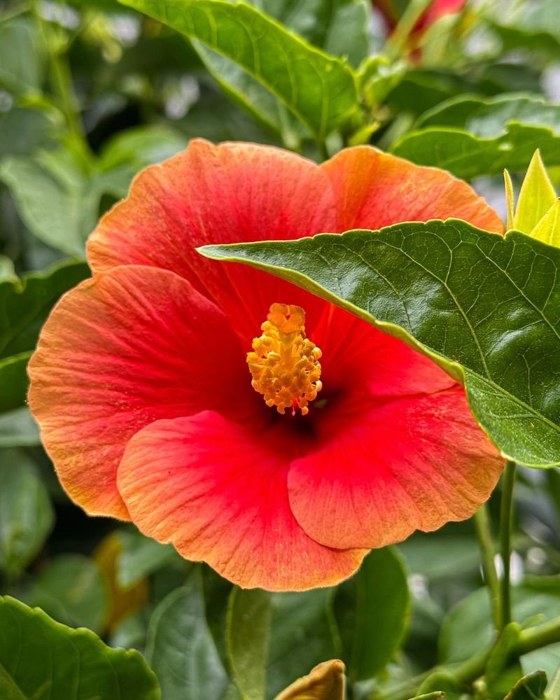 Hibiscus