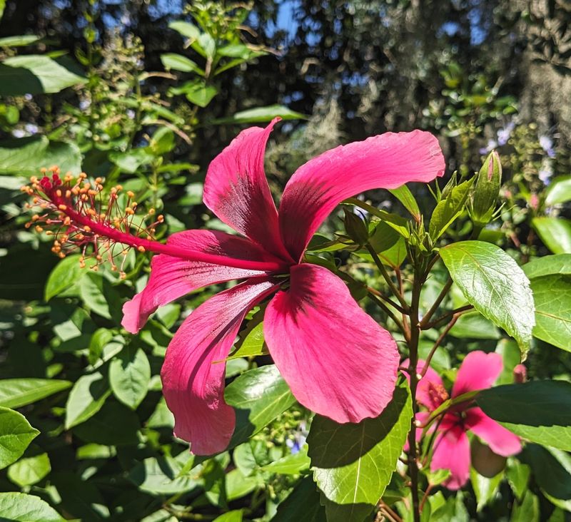 Hibiscus