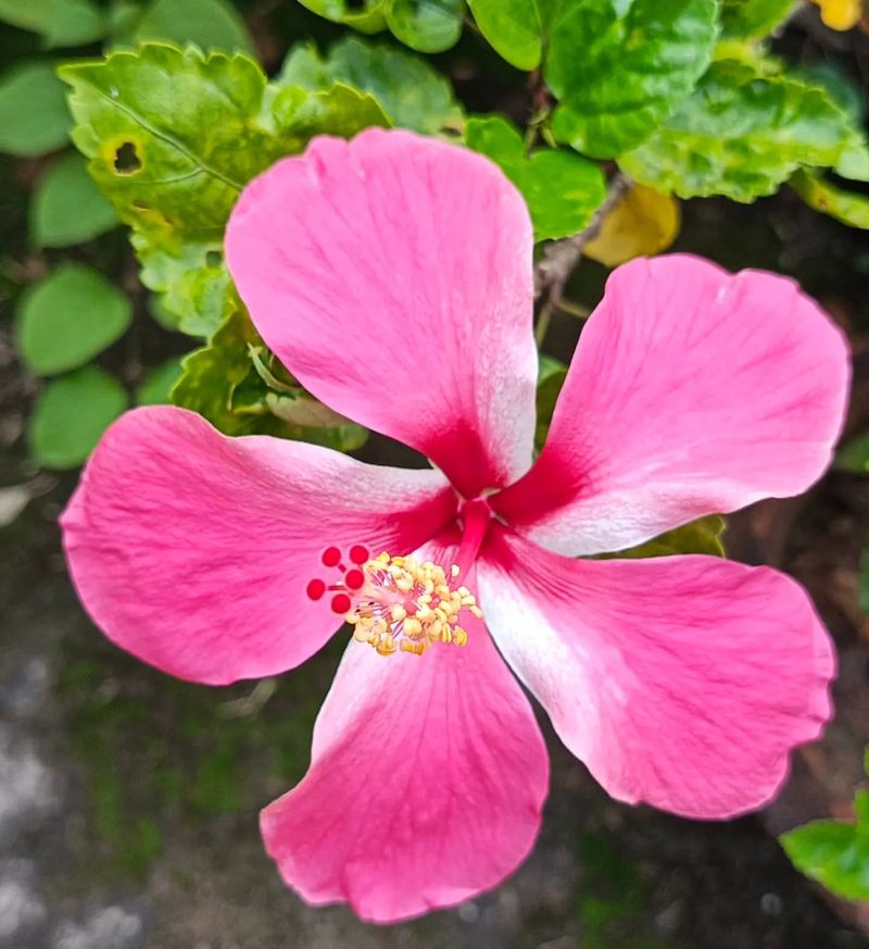 Hibiscus