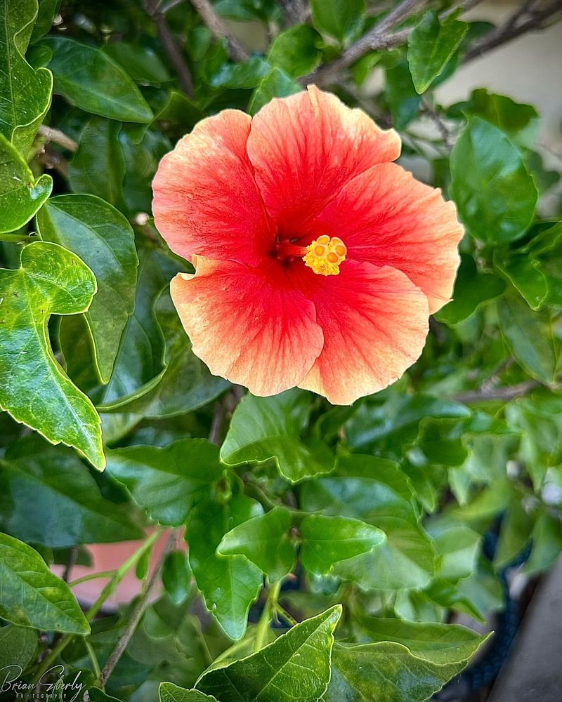 Hibiscus