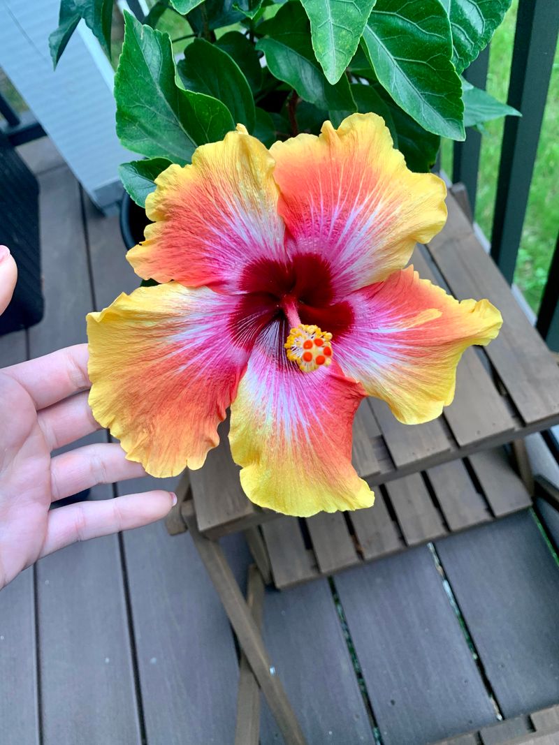 Hibiscus