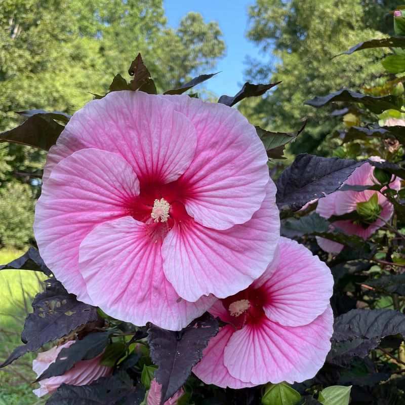 Hibiscus